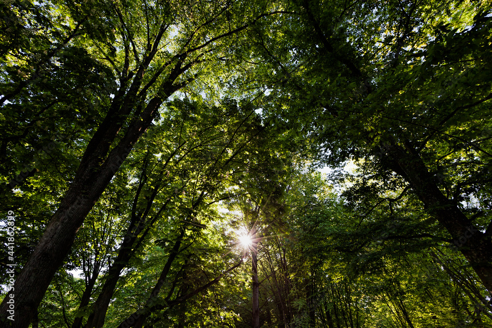 foliage of the trees is illuminated by bright sunlight foliage of the trees is illuminated by bright sunlight