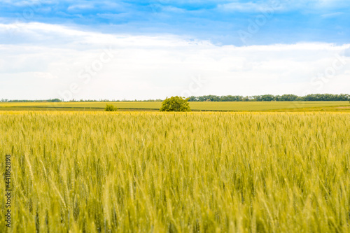 Ripe wheat field against blue cloudy sky. landscape. Record grain harvest. Wallpaper  background  cover.