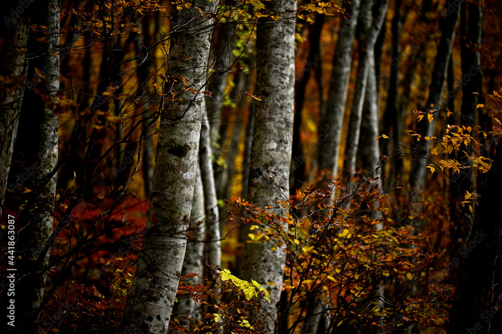 Fototapeta premium 秋の大山