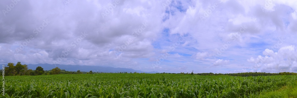panorama of field and blue sky panorama of field and blue sky