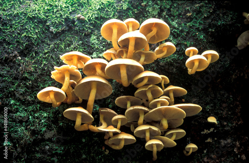 USA, Colorado, Aspen, Mushrooms growing in forest