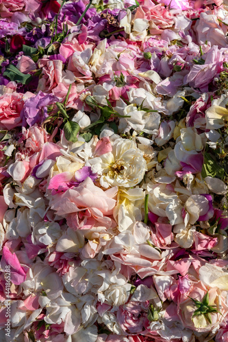 Pink, purple and white rose petals, bed of roses texture, flower wall