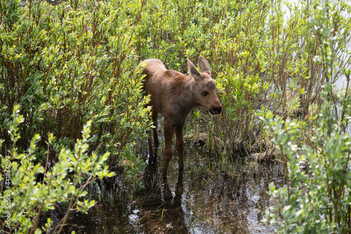 Young light brown moose grazing between green bushes in the forest in the Rocky Mountains in Colorado on a wet ground photo