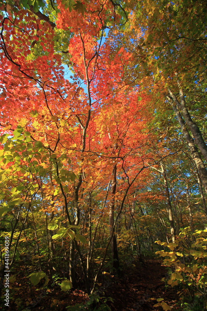 Mt.Iwate, in autumn, fine weather秋晴れの岩手山登山
