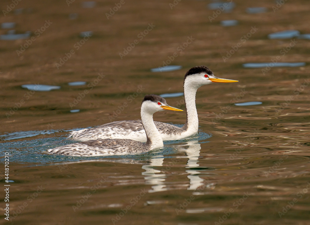 Clark's Grebes (nesting pair) Clark's Grebes (nesting pair)