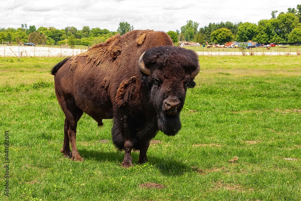 Alpha male American buffalo in a field, looking at the camera