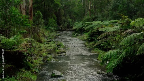 Mindful meditation rainforest river 4k
