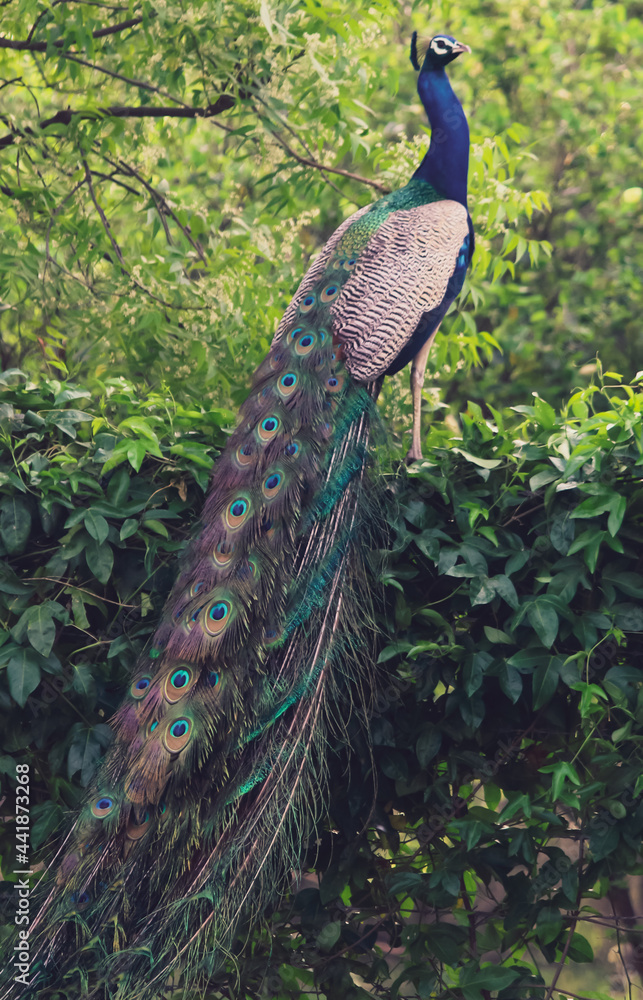 Naklejka premium Indian national bird peacock with feathers posing 