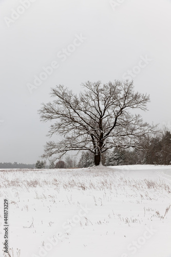 Wallpaper Mural deciduous tree without leaves in winter, cold frosty Torontodigital.ca