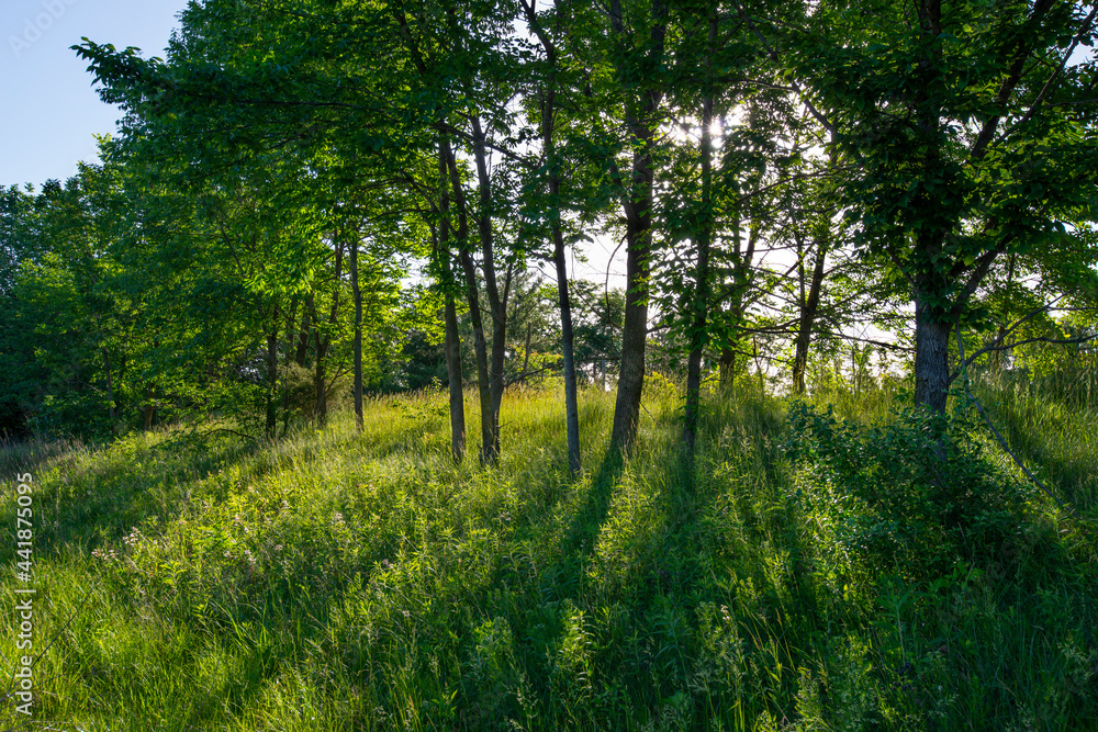 Fototapeta premium line of trees on a grassy hill with the sun in the background streaming through and creating long shadows on the grass, leaves and grass are highlighted by sunlight, trees are in partial silhouette