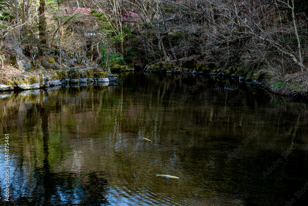 ducks in the pond ducks in the pond