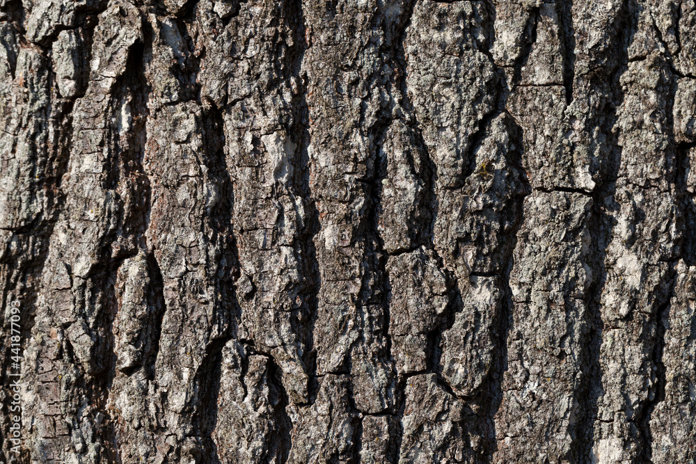 tree trunk parts with bark tree trunk parts with bark