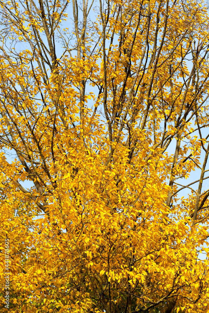 Fototapeta premium changing the color of maple in the autumn season