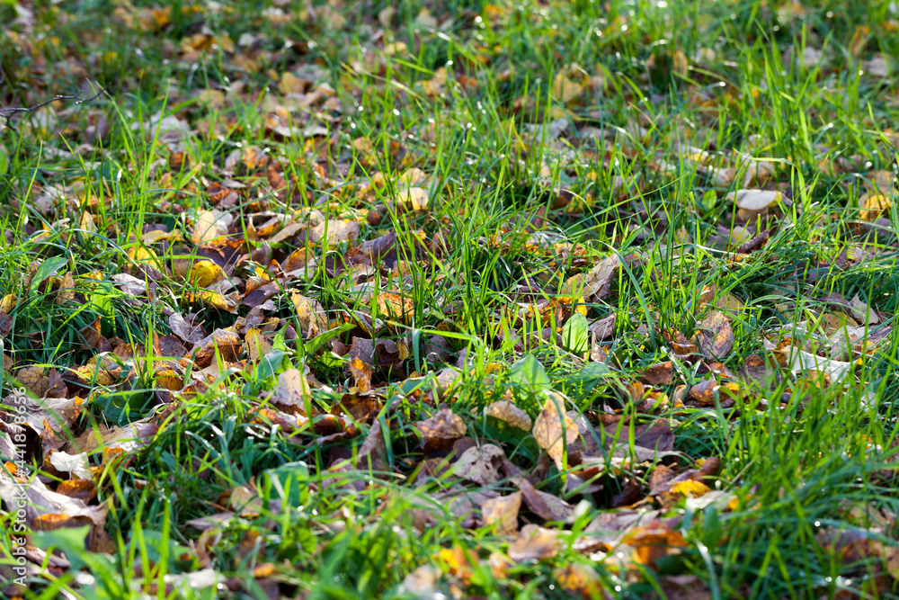 green fresh corn in the field for agricultural food green fresh corn in the field for agricultural food