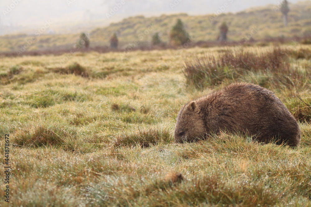 Cute, lone Australian native wombat eating grass in a national park grounds on a rainy wintery day in central Tasmania. Cute, lone Australian native wombat eating grass in a national park grounds on a rainy wintery day in central Tasmania.