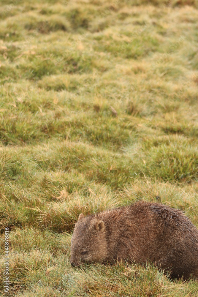 Cute, lone Australian native wombat eating grass in a national park grounds on a rainy wintery day in central Tasmania.