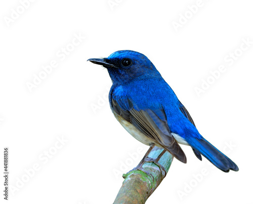 Hainan blue flycatcher (Cyornis hainanus) little cute bird perching on the branch isolated on white background, beautiful creature © prin79