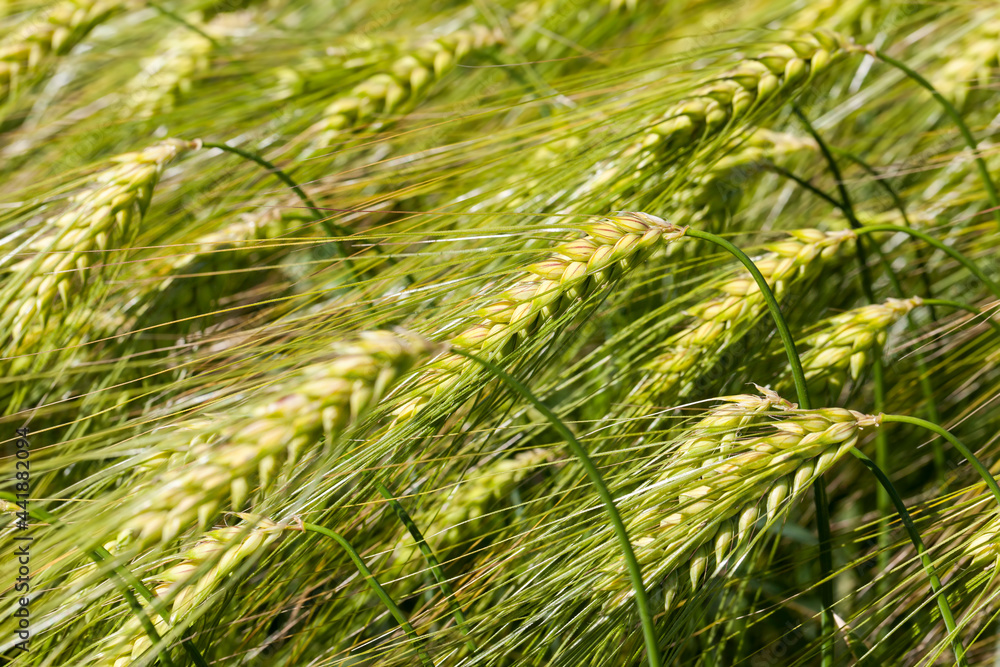 rye field with green unripe rye spikelets rye field with green unripe rye spikelets