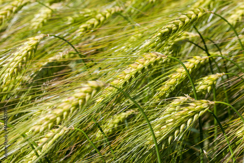 rye field with green unripe rye spikelets