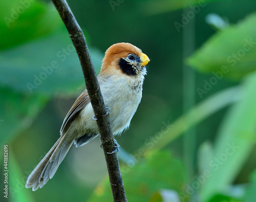 Spot-breasted Parrotbill (Paradoxornis guttaticollis) the lovely brown bird with short bills and noisy singing perching on the branch photo
