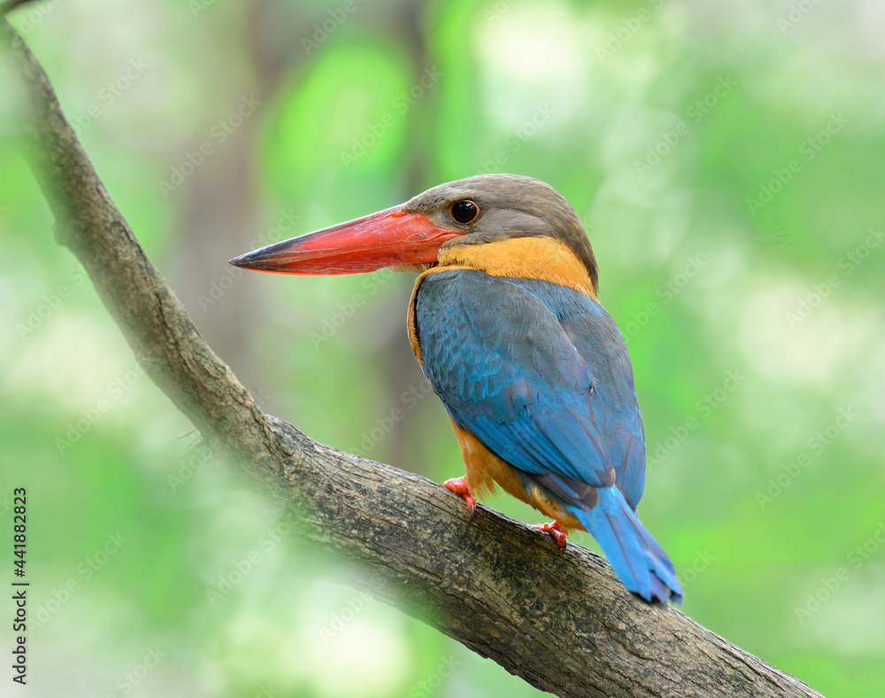 Obraz premium Stork-billed Kingfisher, beautiful blue bird with red bills and brown body perching on the tree waiting to fishing over stream, amazing nature