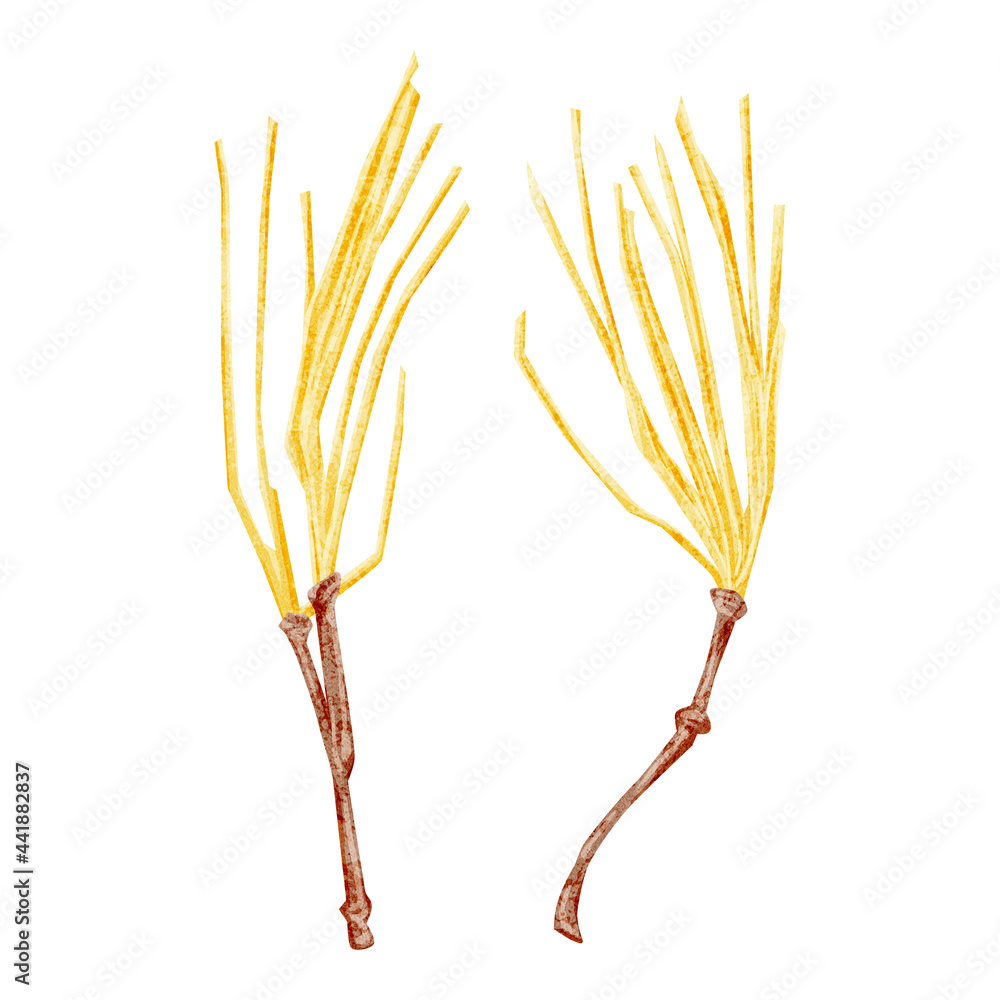 漢方生薬 麻黄 マオウ 手描き水彩風イラスト Stock Vector Adobe Stock