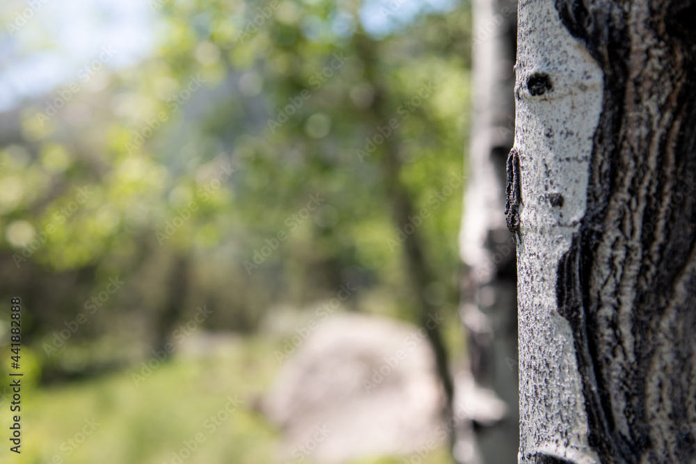 Obraz premium Aspen Tree Close Up