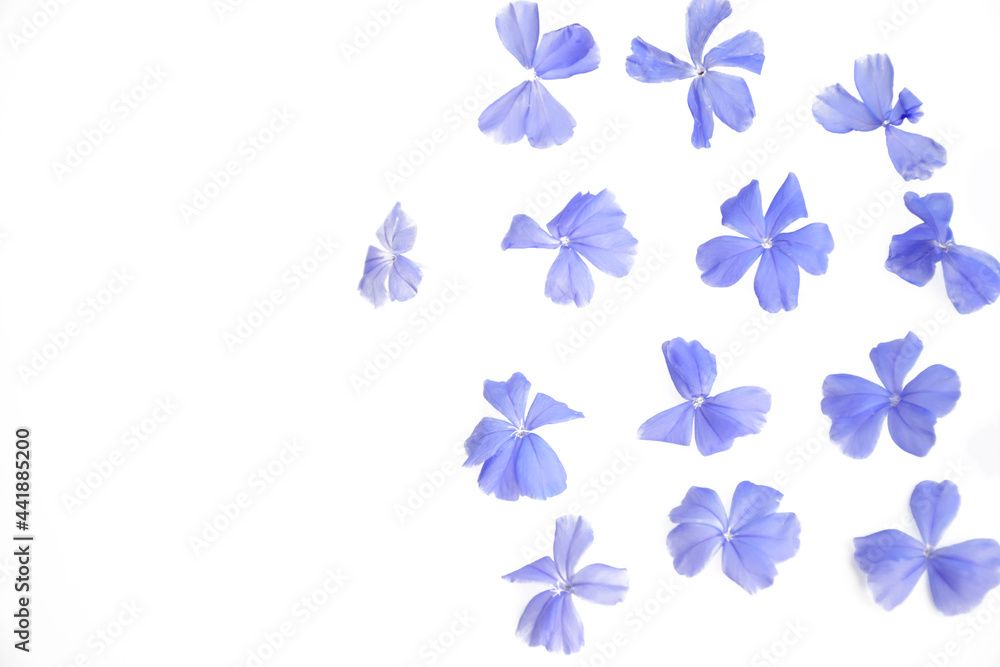 Fototapeta premium Petal of blue flowers on white background