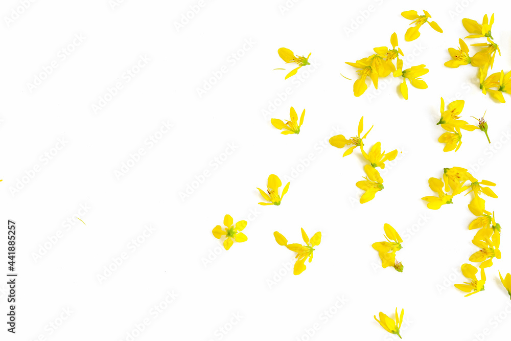 Petal of yellow flowers on white background
