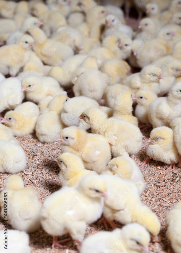 genetically enhanced white chicken chicks genetically enhanced white chicken chicks