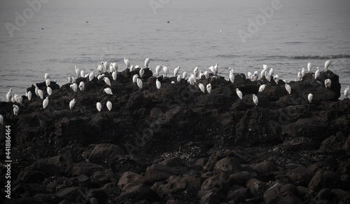 group of white heron birds (egret)standing near sea shore photo