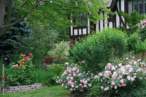 Fototapeta Naklejka Na Ścianę i Meble -  Front garden with prolific rose bushes