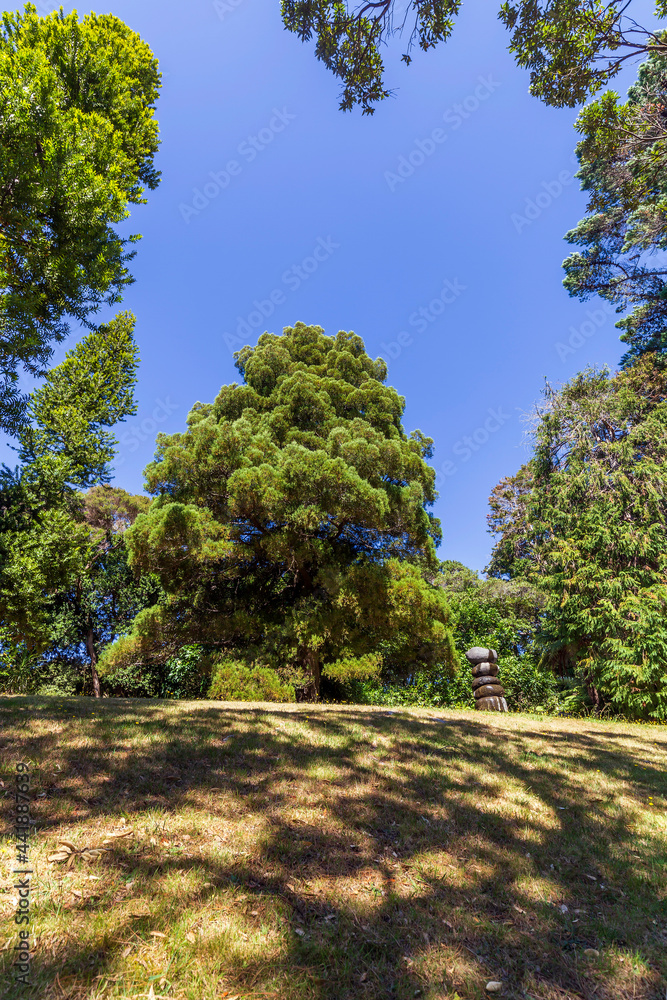 Obraz premium Tall tree in Wellington Botanic Garden, New Zealand