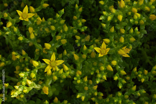 Flower plant saxifrage during flowering. Beautiful yellow flower photo