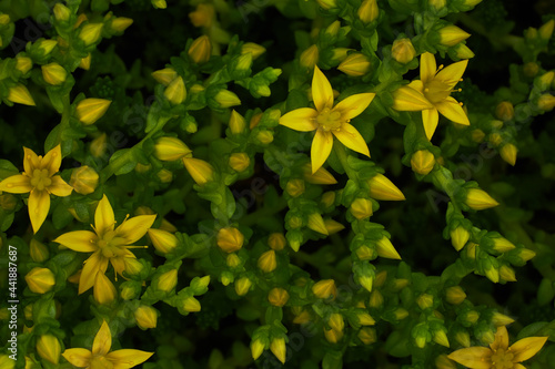 Flower plant saxifrage during flowering. Beautiful yellow flower photo