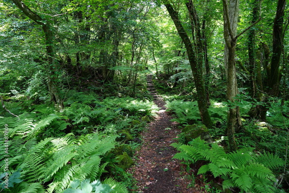 a fascinating path through a spring forest a fascinating path through a spring forest