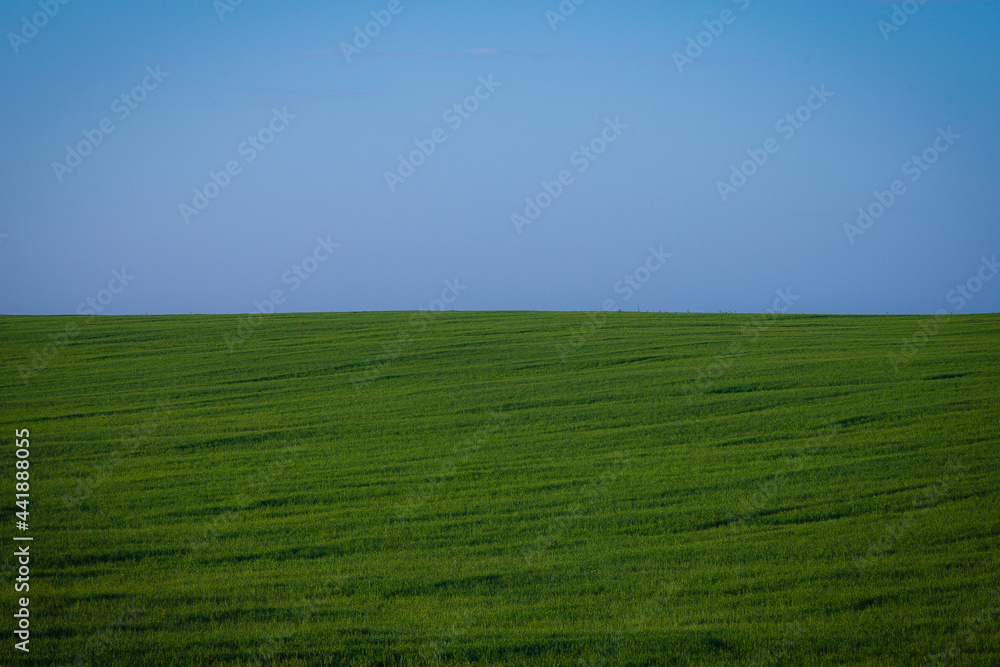 Obraz premium an agricultural field with a sprouting crop stretches to the horizon