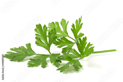 Fragrant greens for decorating dishes, parsley leaf isolated on white background.