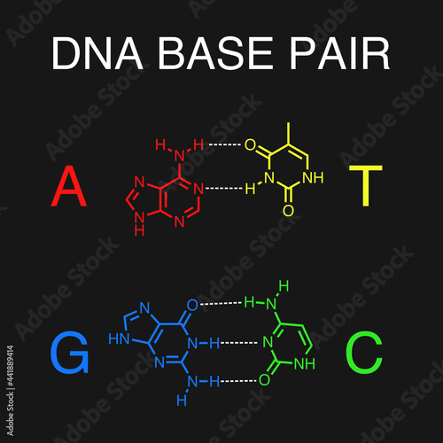 Illustration of DNA base pair with hydrogen bonds.