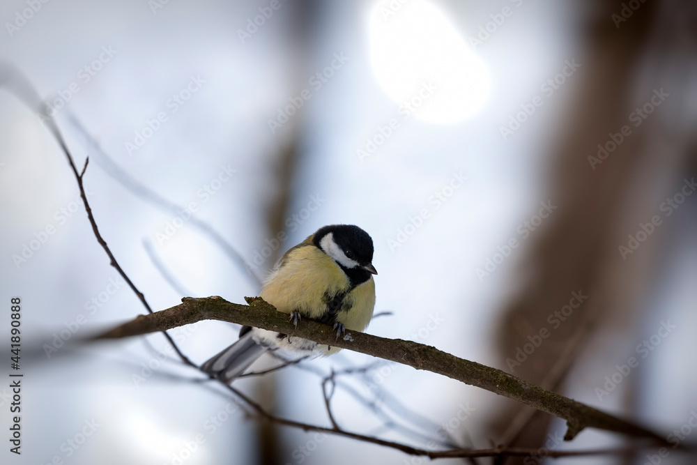 Fototapeta premium wild chickadee in the winter