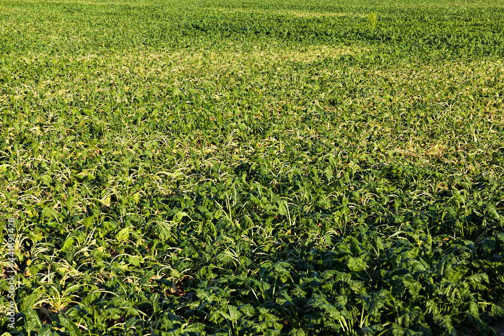 farming with problems in obtaining yields farming with problems in obtaining yields