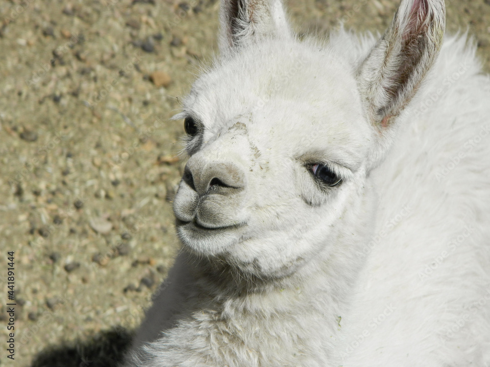 Smiling llama portrait