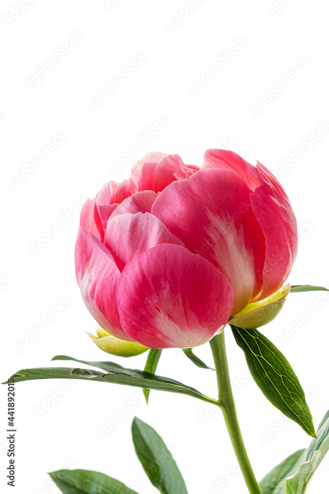 peony on the white background peony on the white background