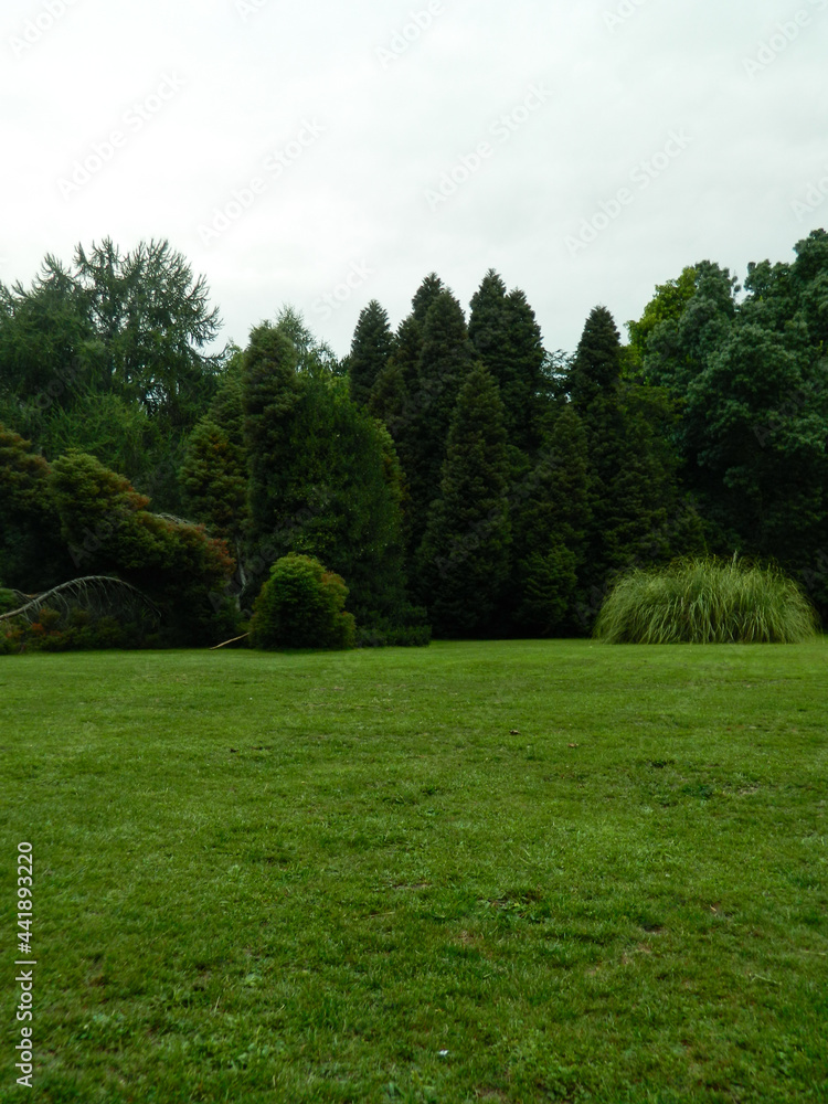 A lot of grass and background with native trees A lot of grass and background with native trees