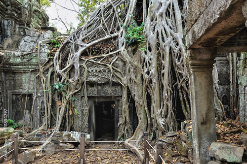 Trees grow on the ruins of the ancient Ta Prohm temple. Thick roots tightly braid the dilapidated walls and roofs. Ornaments and carvings on weathered stones are visible. Angkor. Cambodia