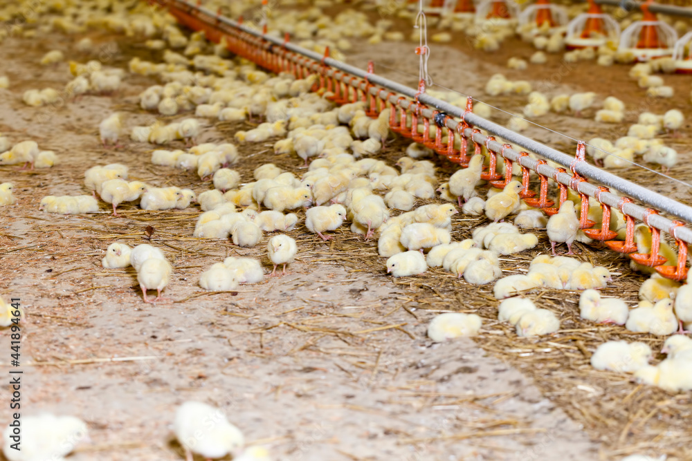 white meat chicken chicks at a poultry farm