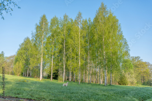 Golden Retriever in a Meadow with Birch Trees