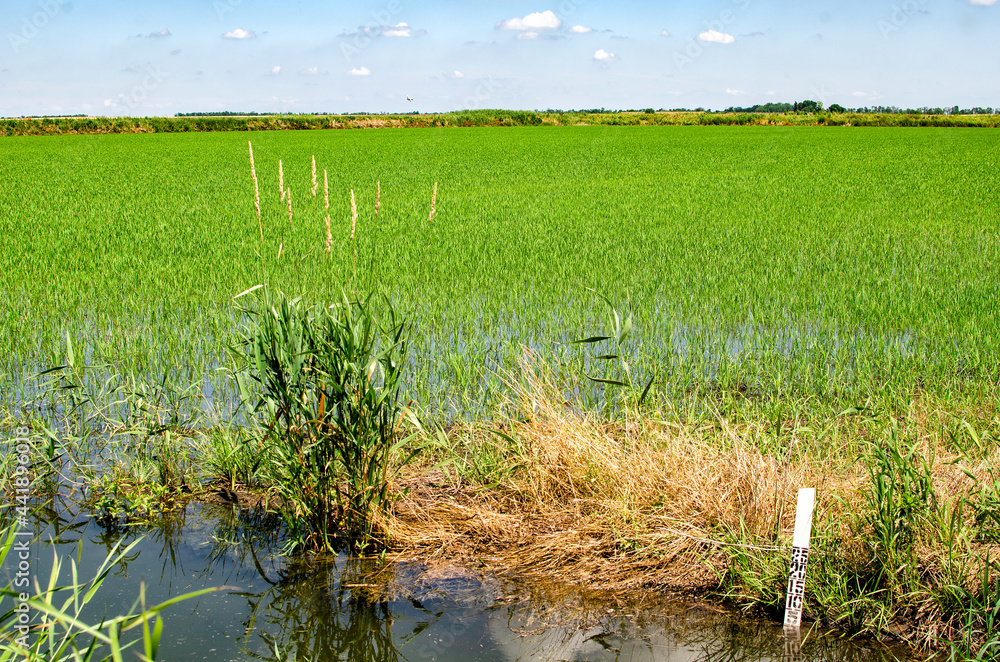 Obraz premium Growing rice. Dense green sprouts of rice on a field with water.