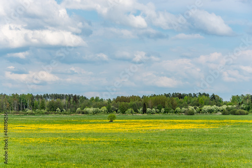 Green Meadow and Forest in Springtime with Dandelions
