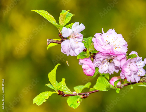Spring Fruit Tree Blossoms in a Garden